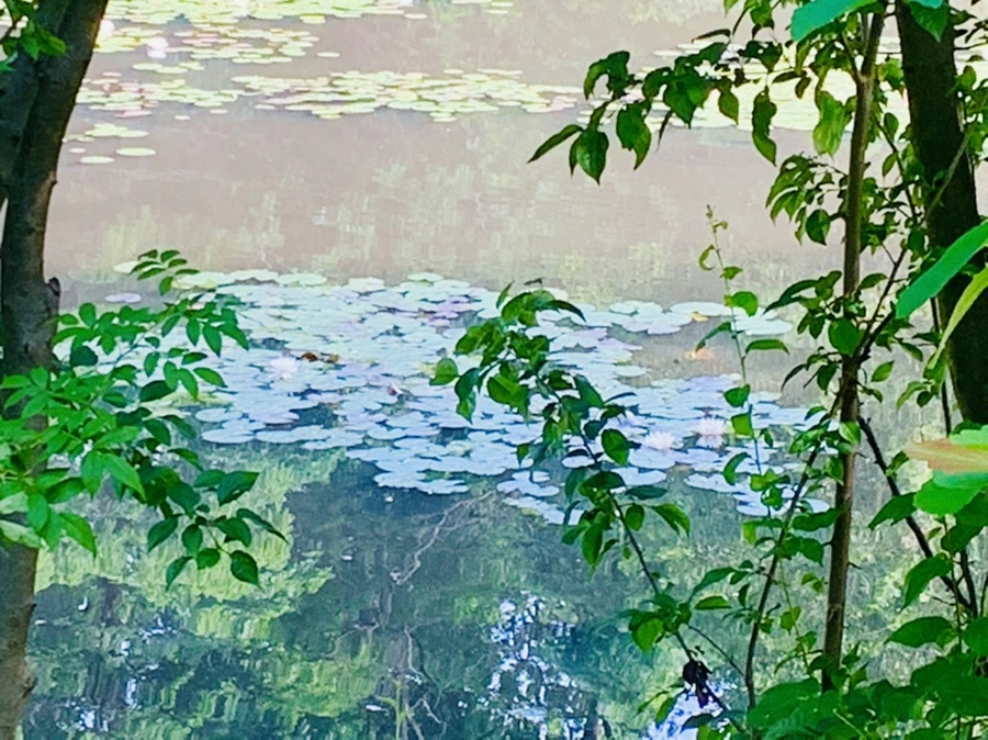 IMG_1109.jpg?type=w966