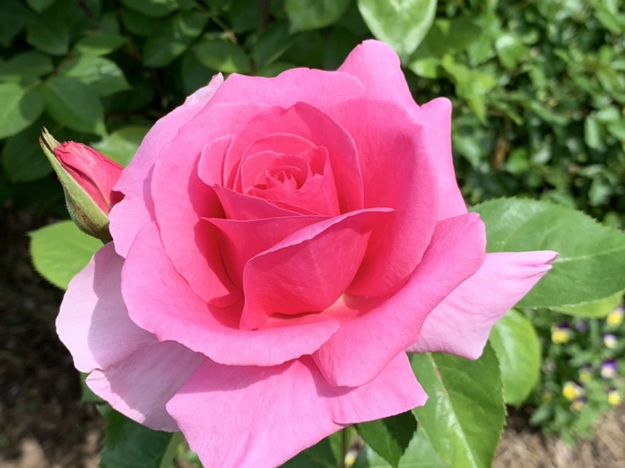 IMG_5755.jpg?type=w966