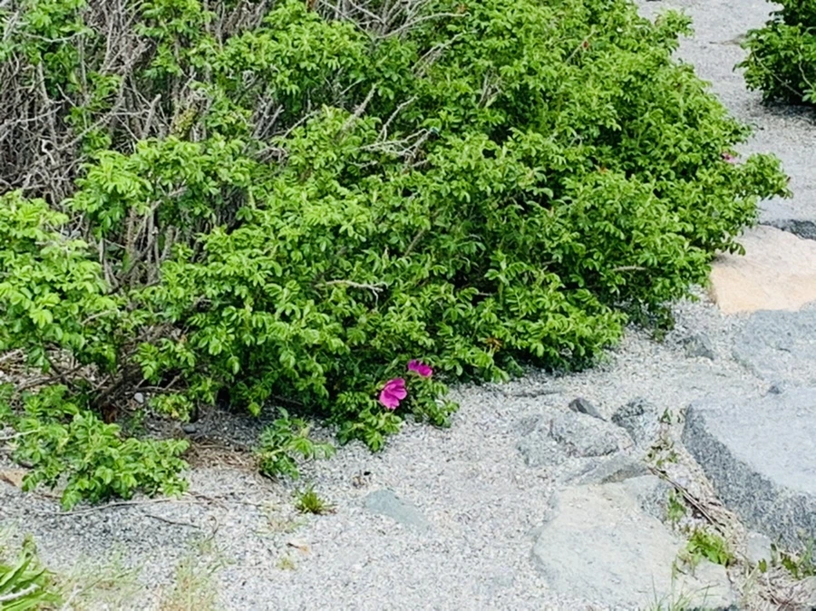 IMG_2768.jpg?type=w966