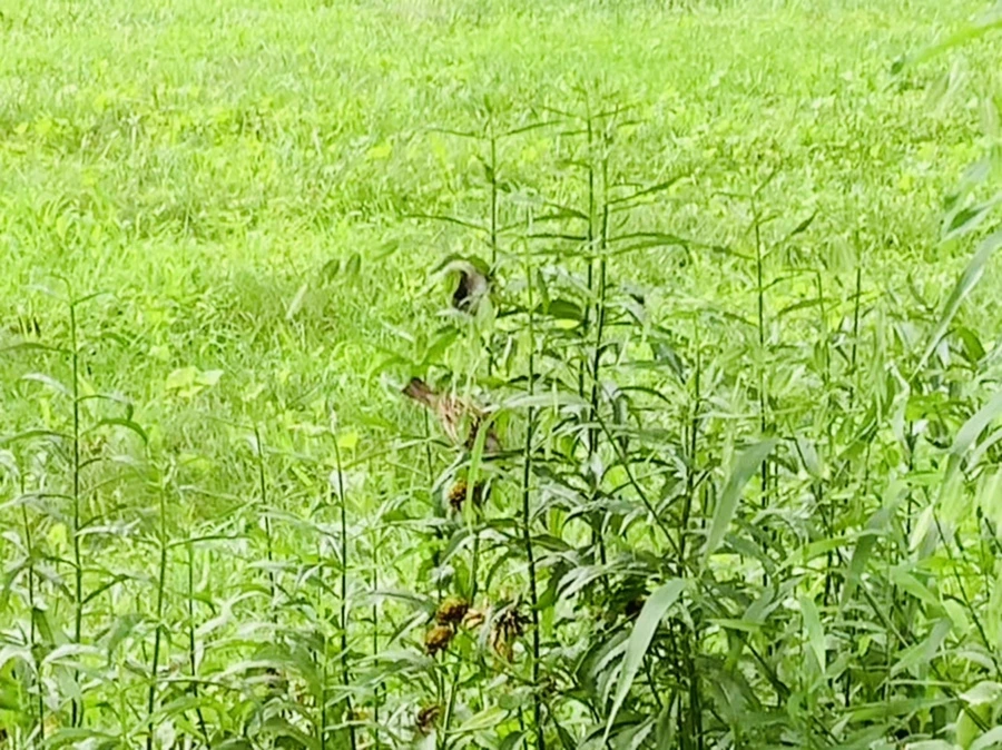 IMG_1015.jpg?type=w966