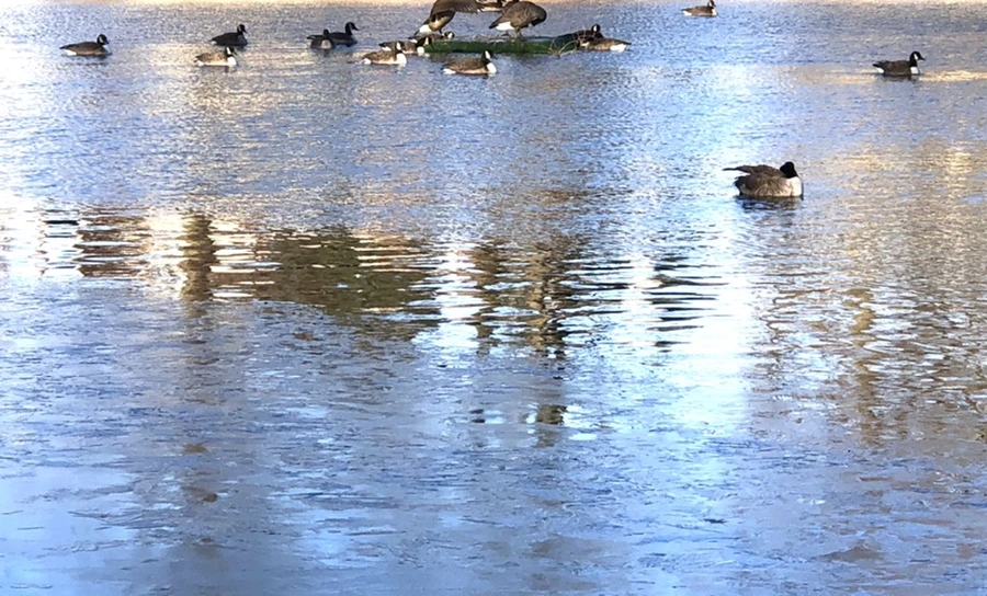 IMG_1403.jpg?type=w966