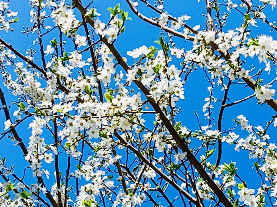 IMG_8341.jpg?type=w966