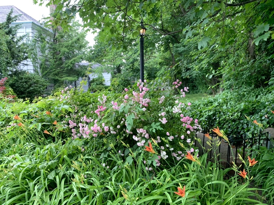 IMG_3551.jpg?type=w966