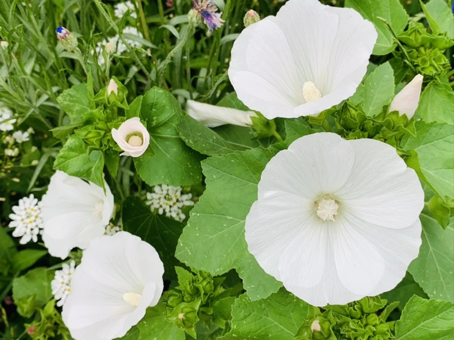 IMG_7230.jpg?type=w966