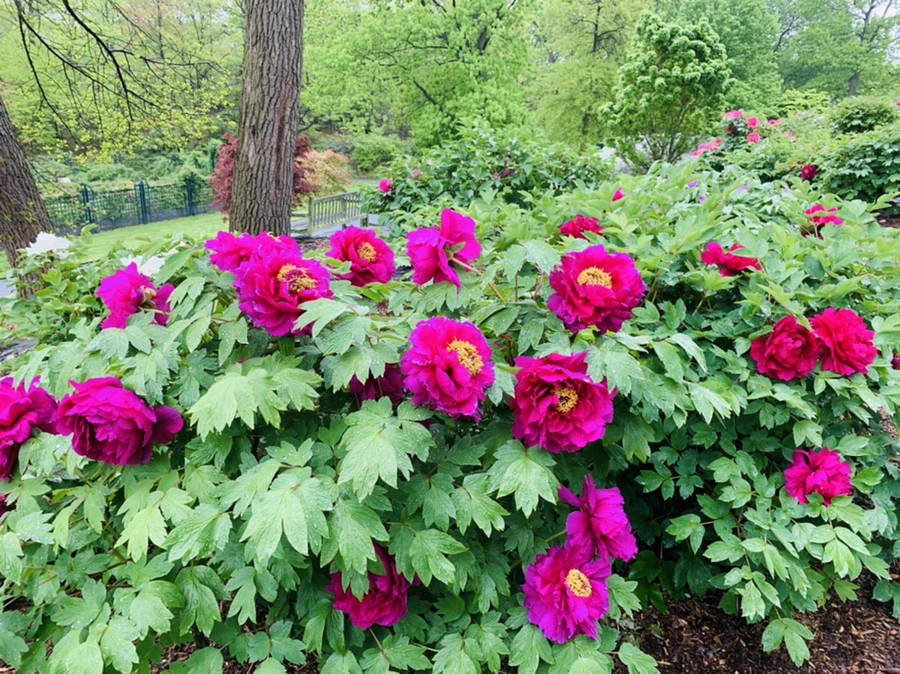 IMG_0001.jpg?type=w966