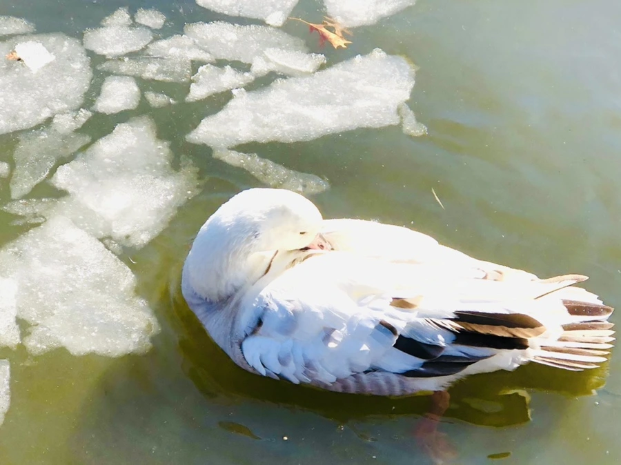 IMG_5306.jpg?type=w966