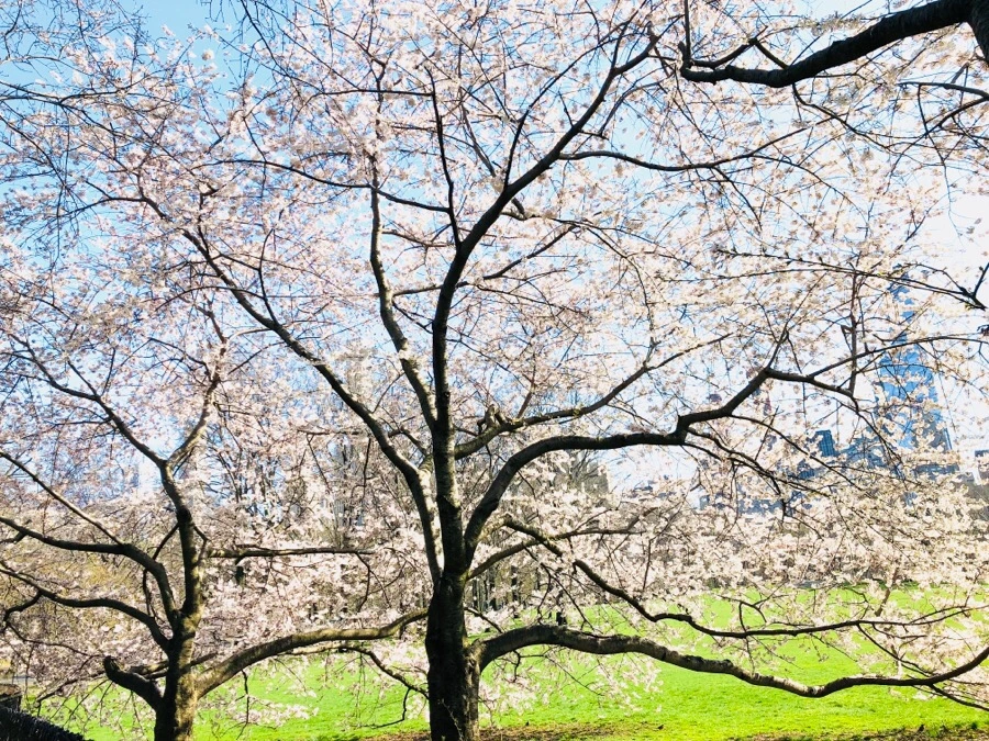 IMG_4499.jpg?type=w966