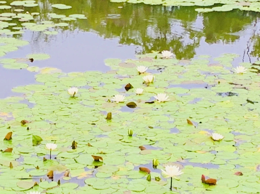 IMG_4672.jpg?type=w966