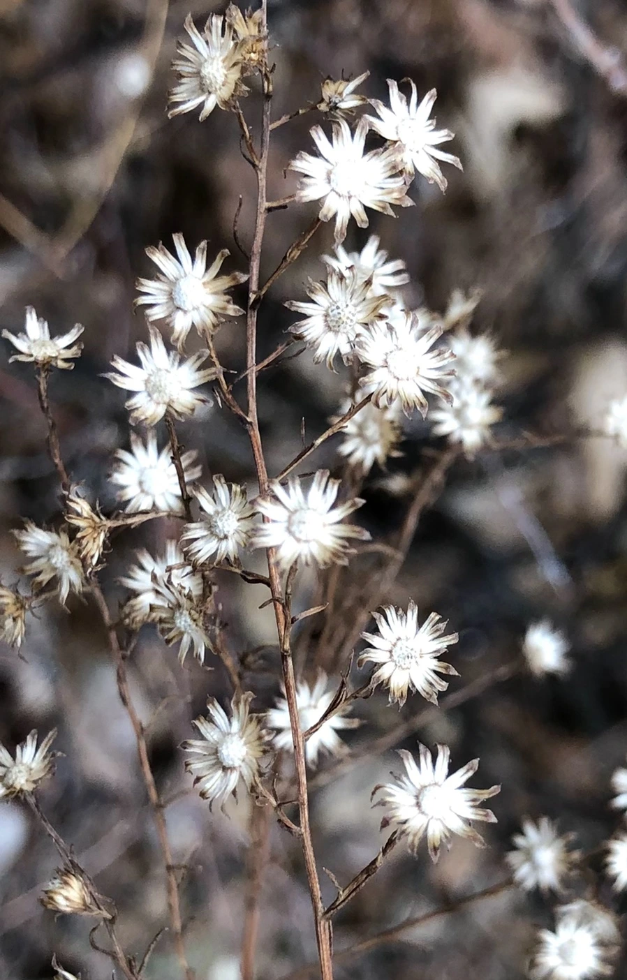 IMG_6504.jpg?type=w966