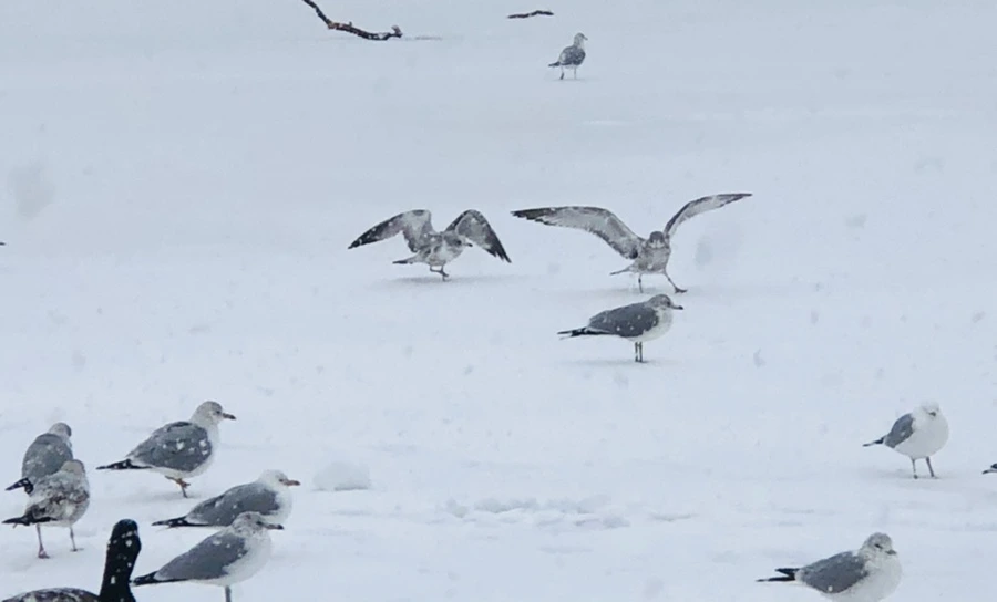 IMG_4049.jpg?type=w966