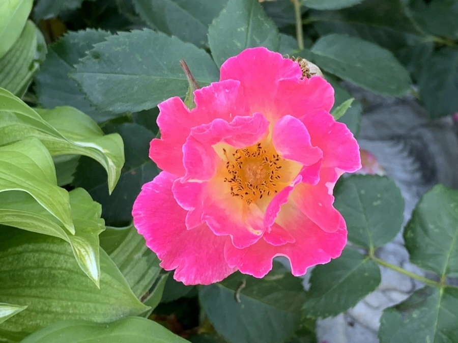 IMG_3063.jpg?type=w966