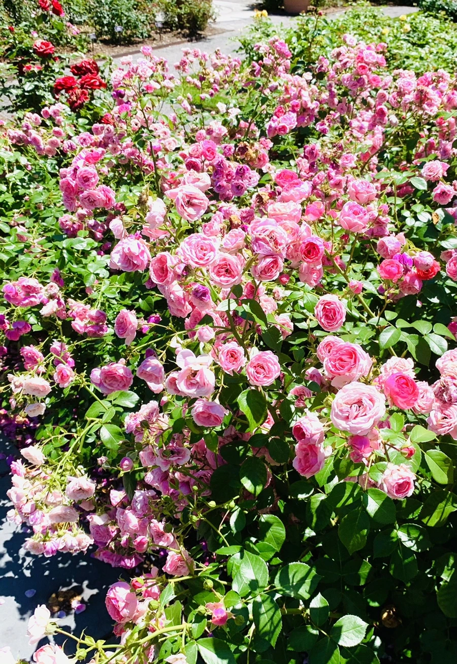 IMG_4152.jpg?type=w966