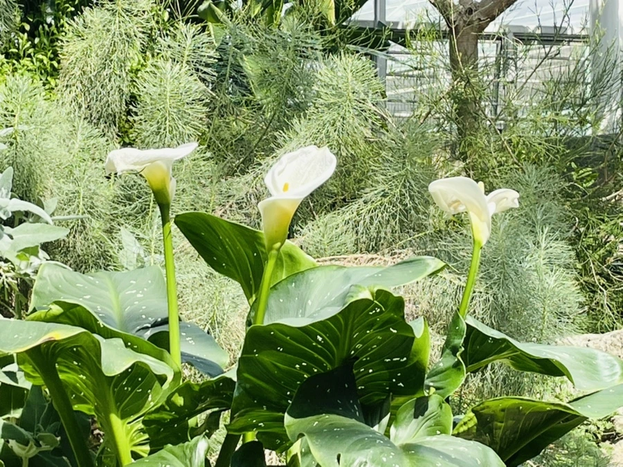 IMG_5238.jpg?type=w966