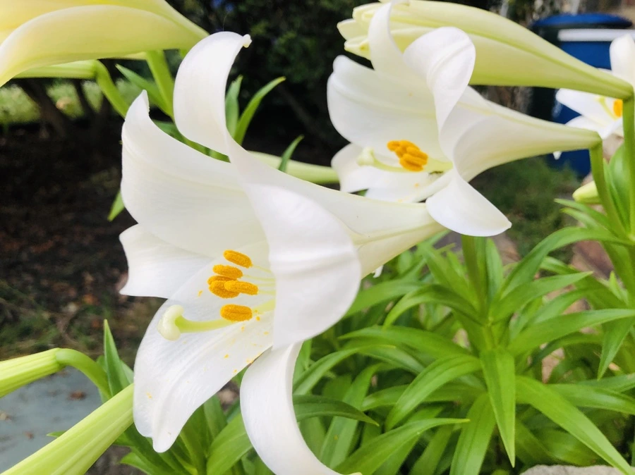 IMG_0298.jpg?type=w966