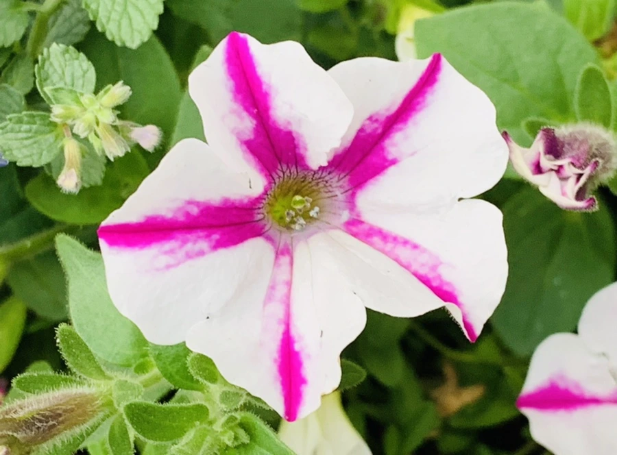 IMG_2260.jpg?type=w966