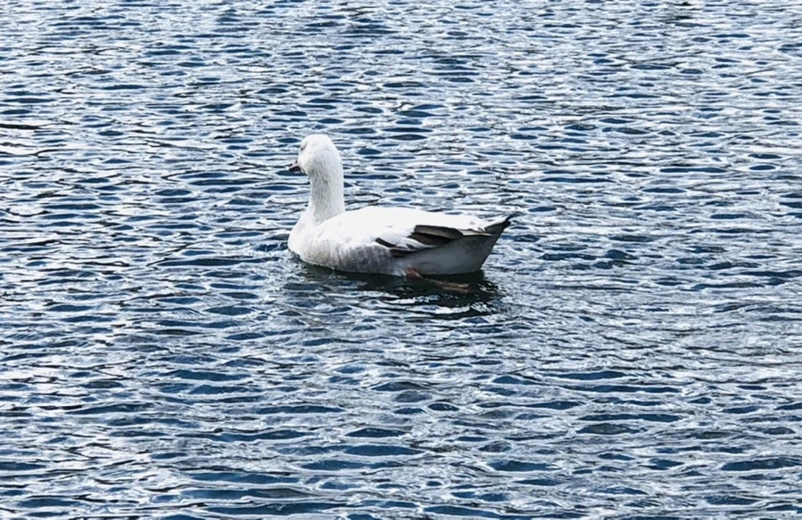 7mincS21tyPK-GcR5COYrarKums