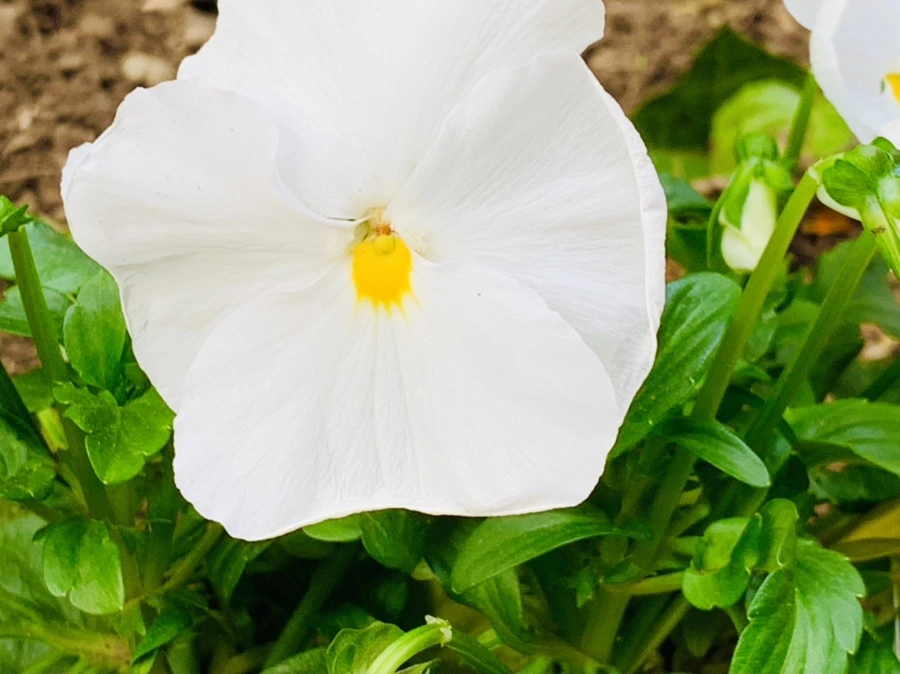 IMG_9039.jpg?type=w966