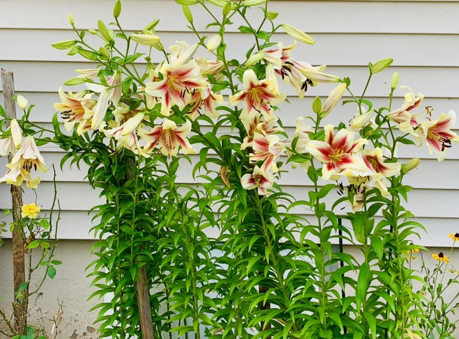 IMG_0664.jpg?type=w966