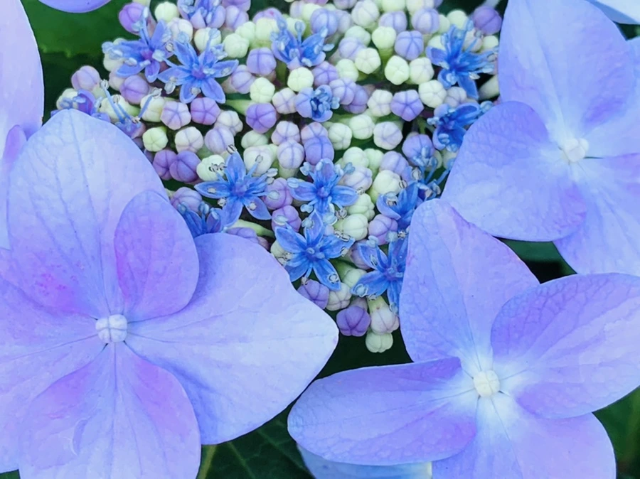 IMG_6317.jpg?type=w966