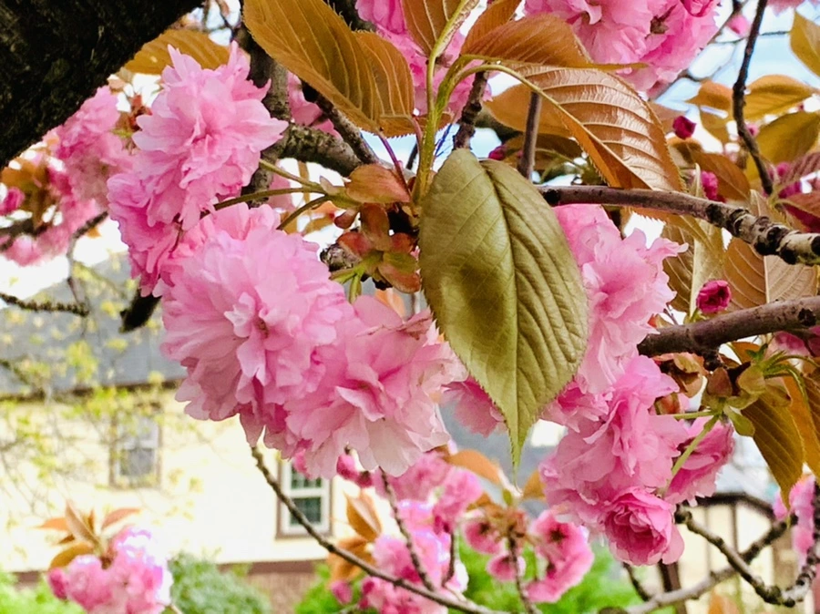 IMG_4413.jpg?type=w966