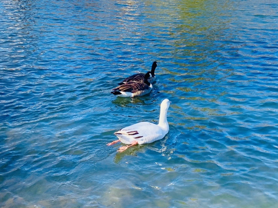 IMG_6789.jpg?type=w966