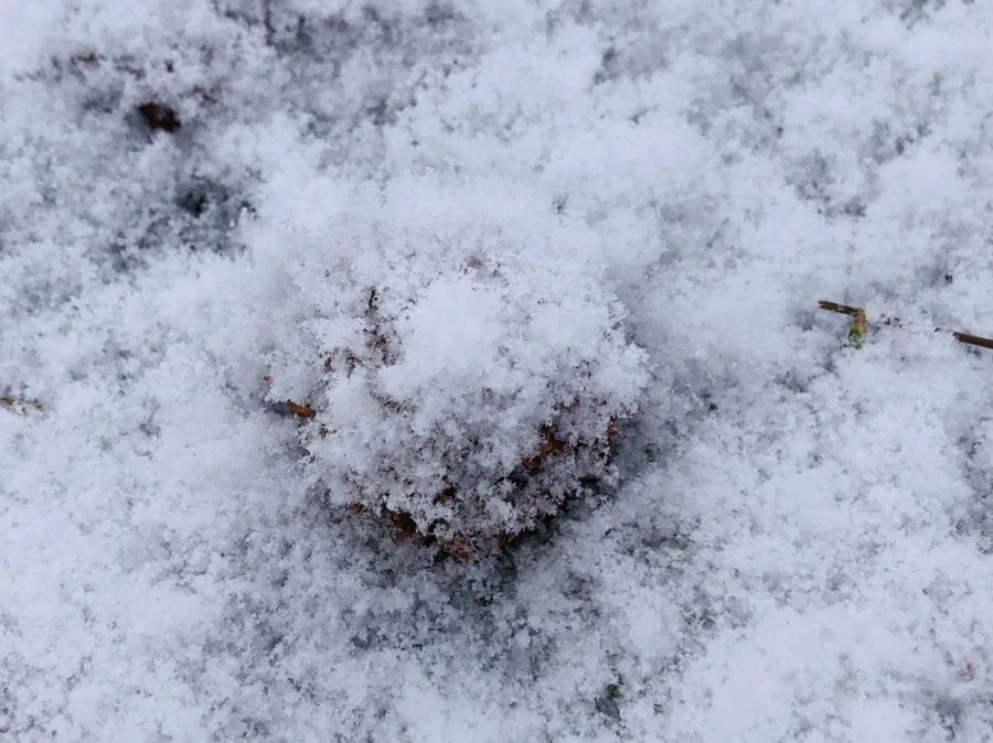 IMG_4491.jpg?type=w966