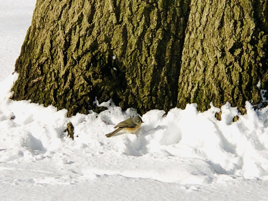 IMG_7049.jpg?type=w966