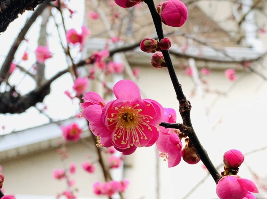 IMG_1604.jpg?type=w966