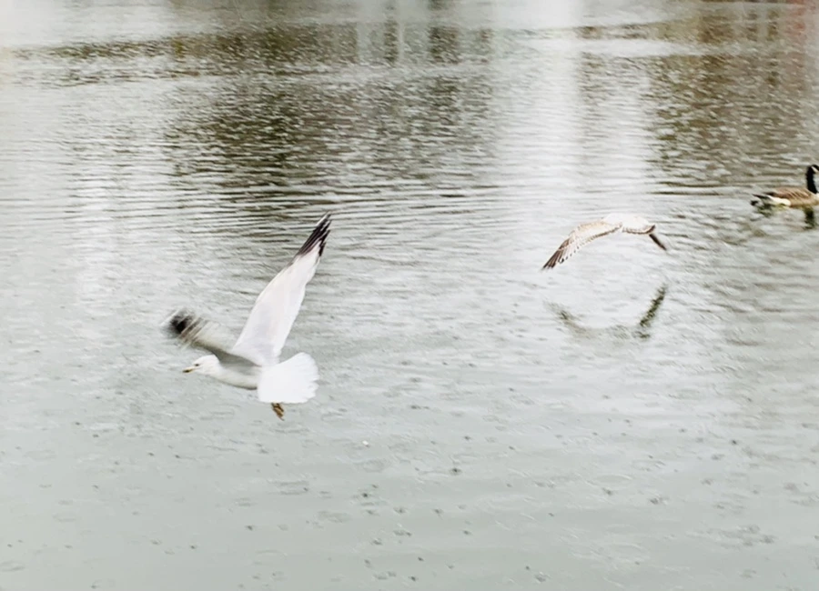 IMG_2130.jpg?type=w966