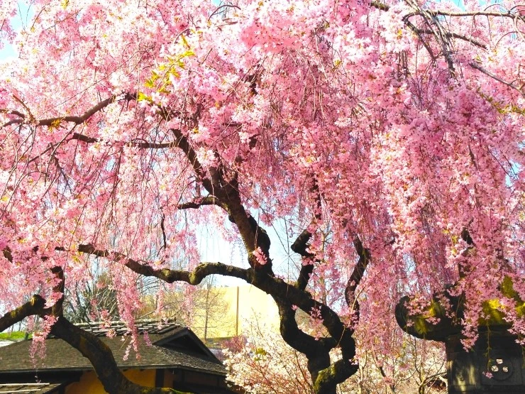 IMG_4610.JPG?type=w1