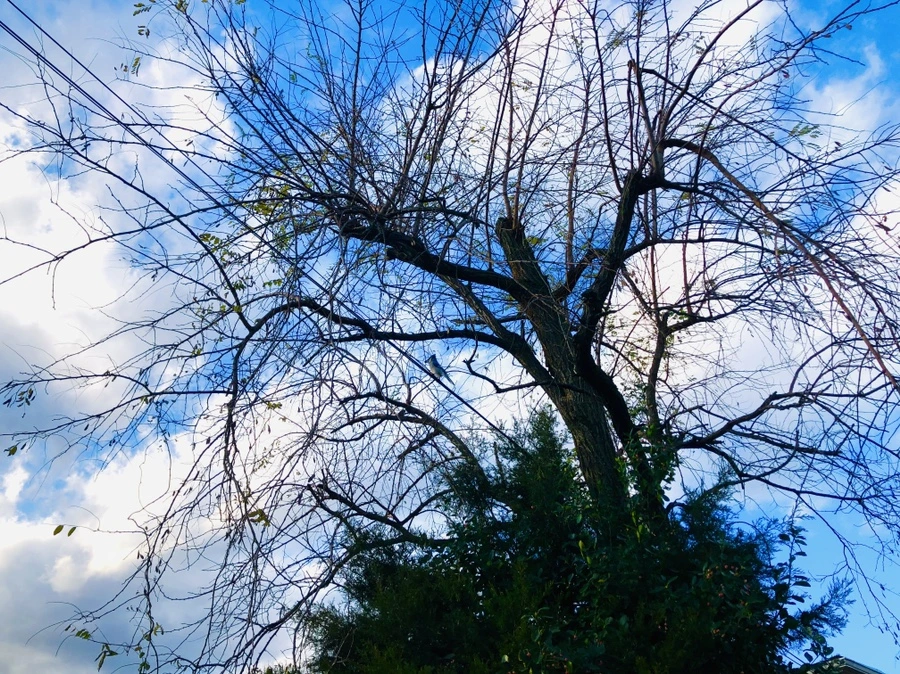 IMG_5518.jpg?type=w966