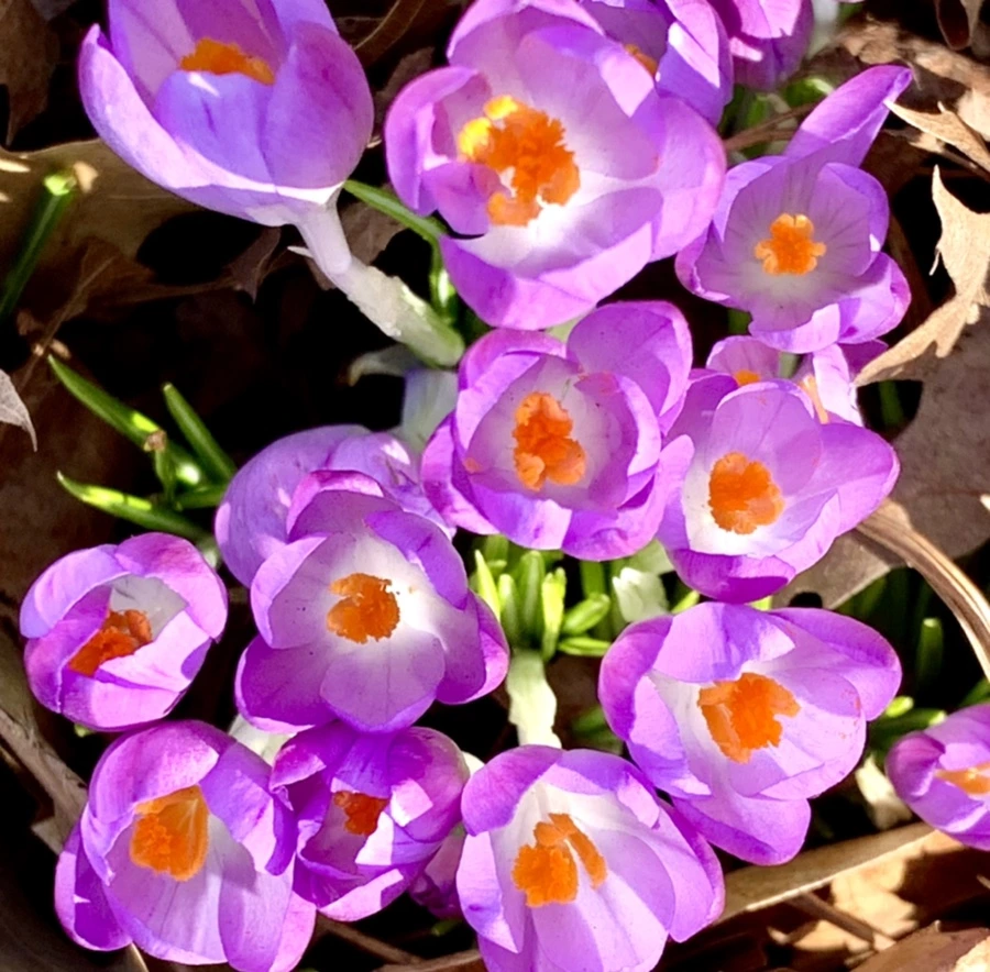 IMG_0108.jpg?type=w966