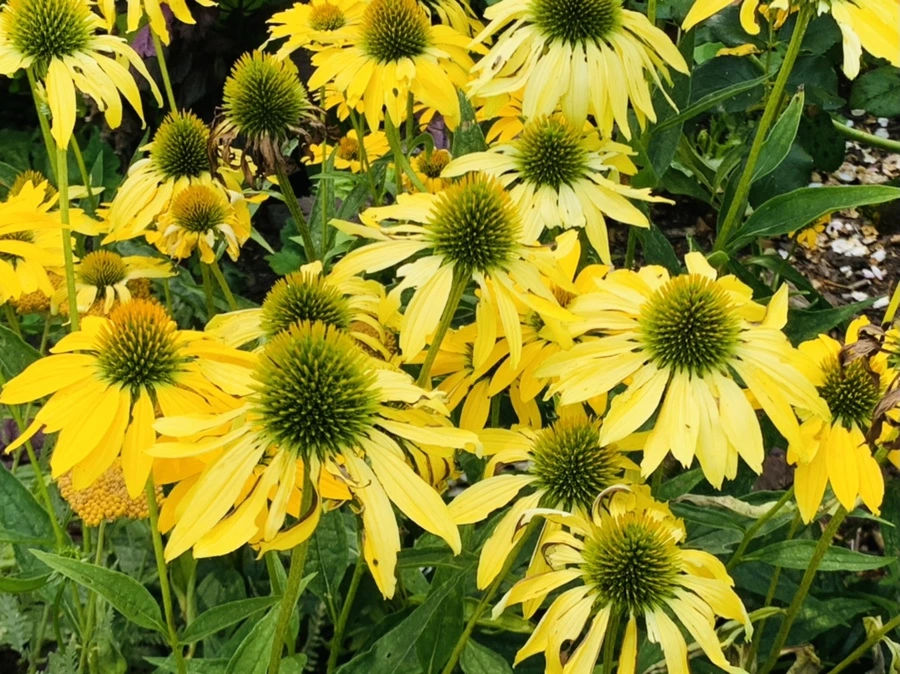 IMG_9405.jpg?type=w966