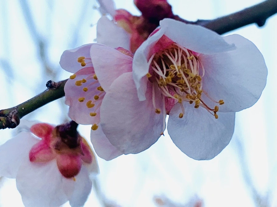 IMG_2299.jpg?type=w966