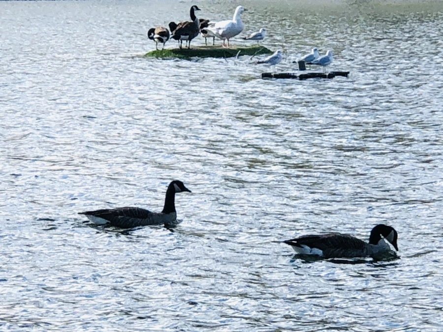 IMG_9211.jpg?type=w966