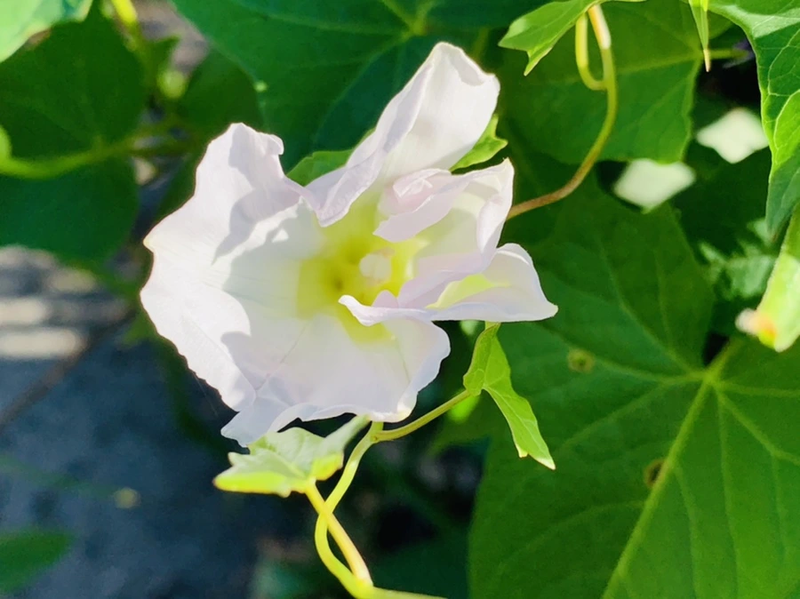 IMG_0314.jpg?type=w966