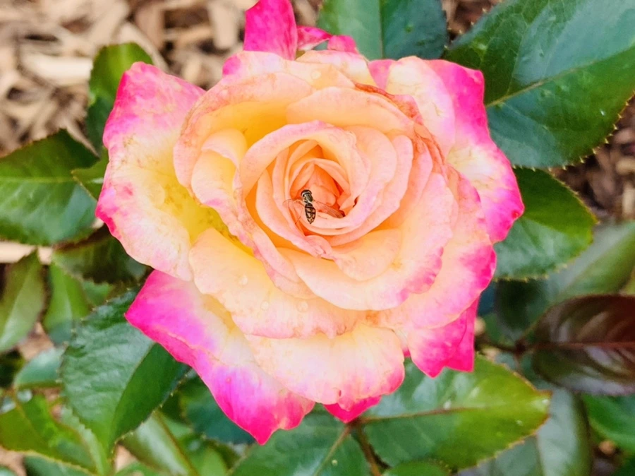 IMG_0510.jpg?type=w966