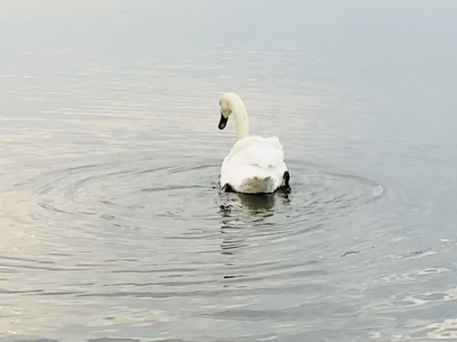 IMG_0296.jpg?type=w966