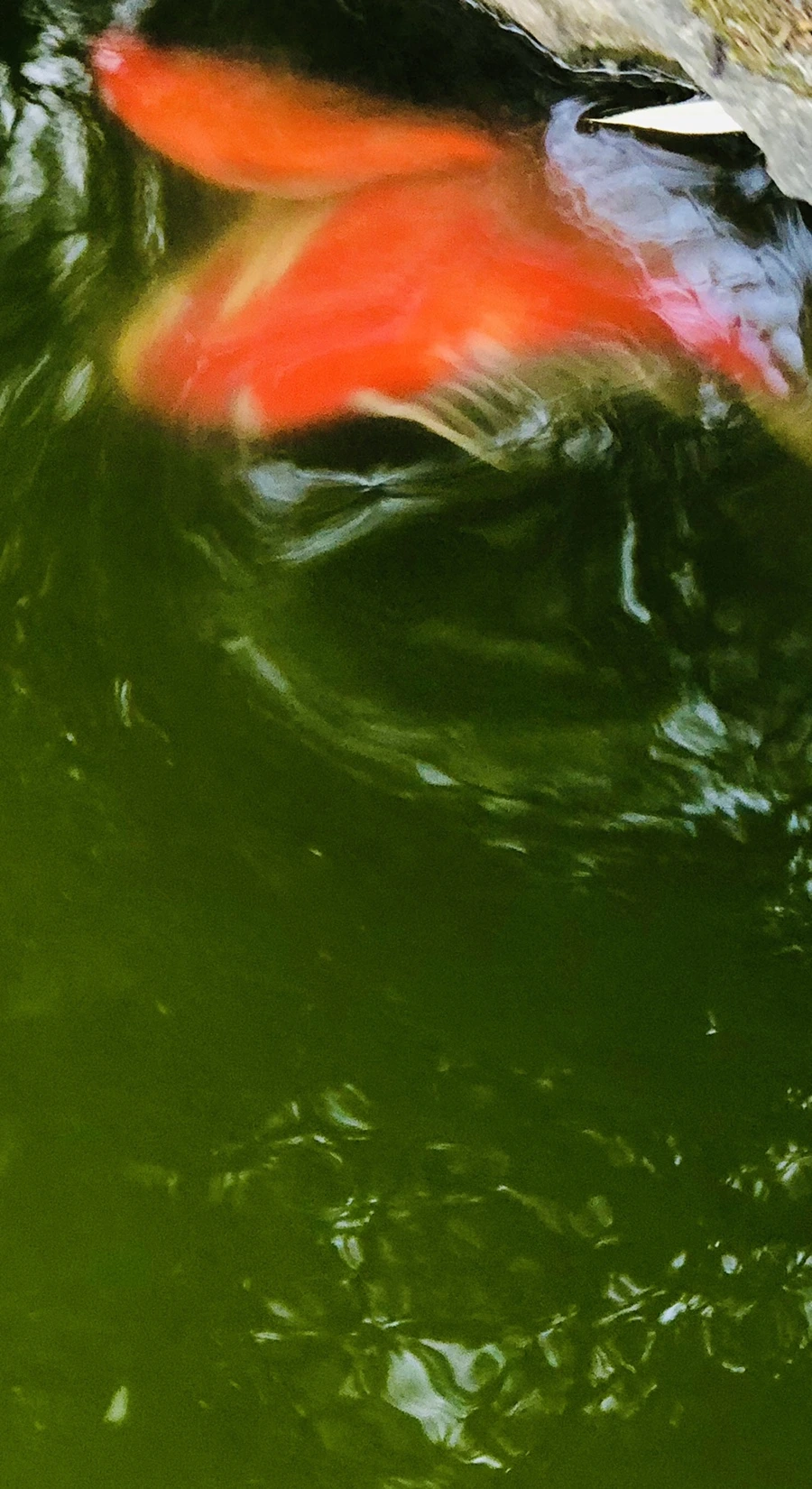 IMG_4011.jpg?type=w966