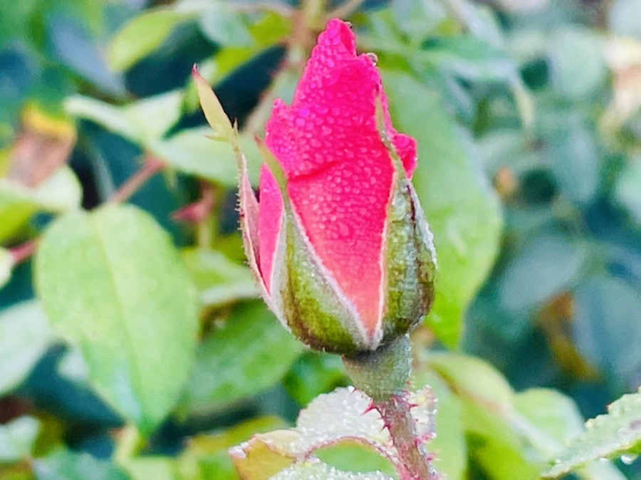 IMG_0978.jpg?type=w966