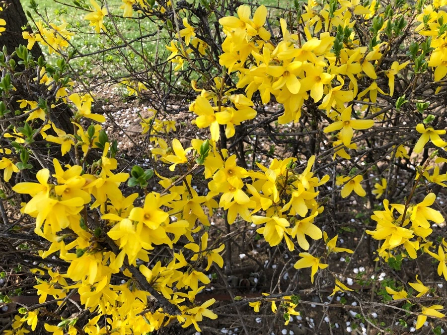 IMG_4425.jpg?type=w966