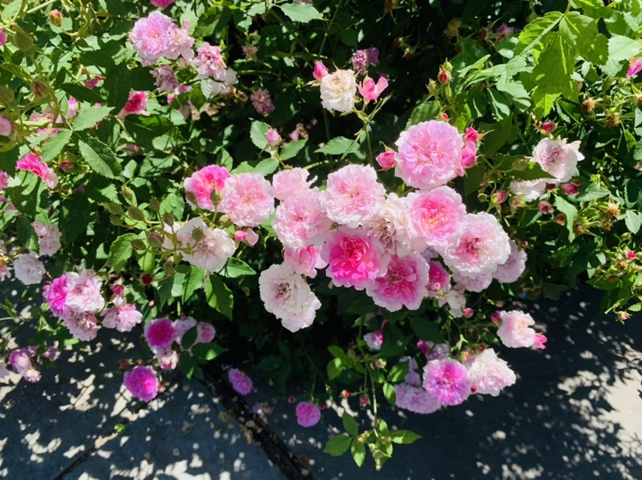 IMG_4134.jpg?type=w966