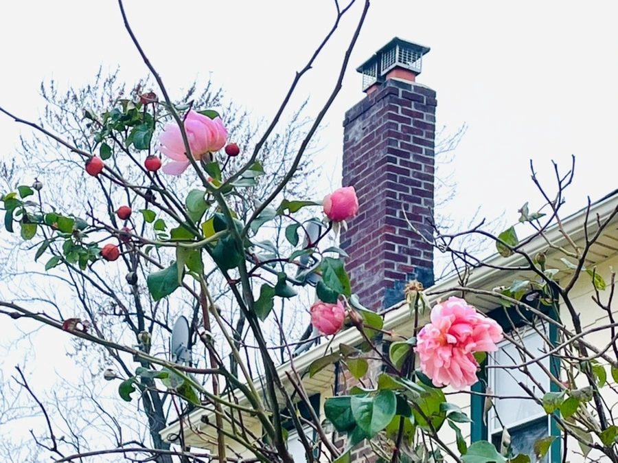 IMG_6196.jpg?type=w966