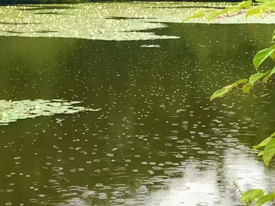 IMG_8300.jpg?type=w966