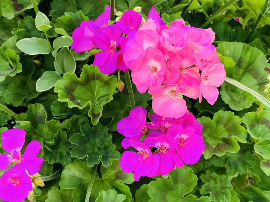 IMG_3024.jpg?type=w966