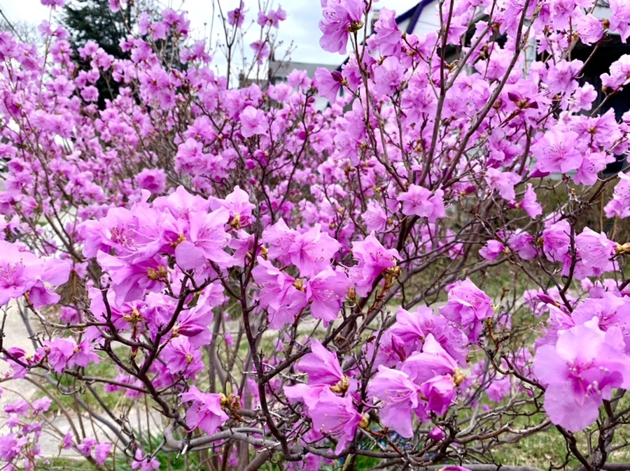 IMG_6745.jpg?type=w966