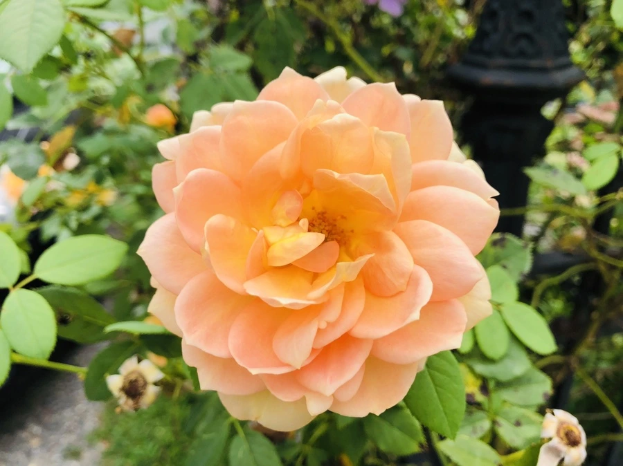 IMG_8665.jpg?type=w966