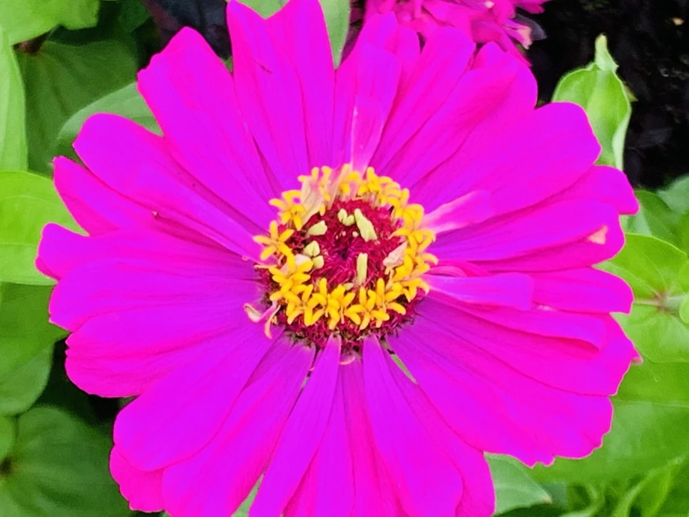 IMG_9384.jpg?type=w966