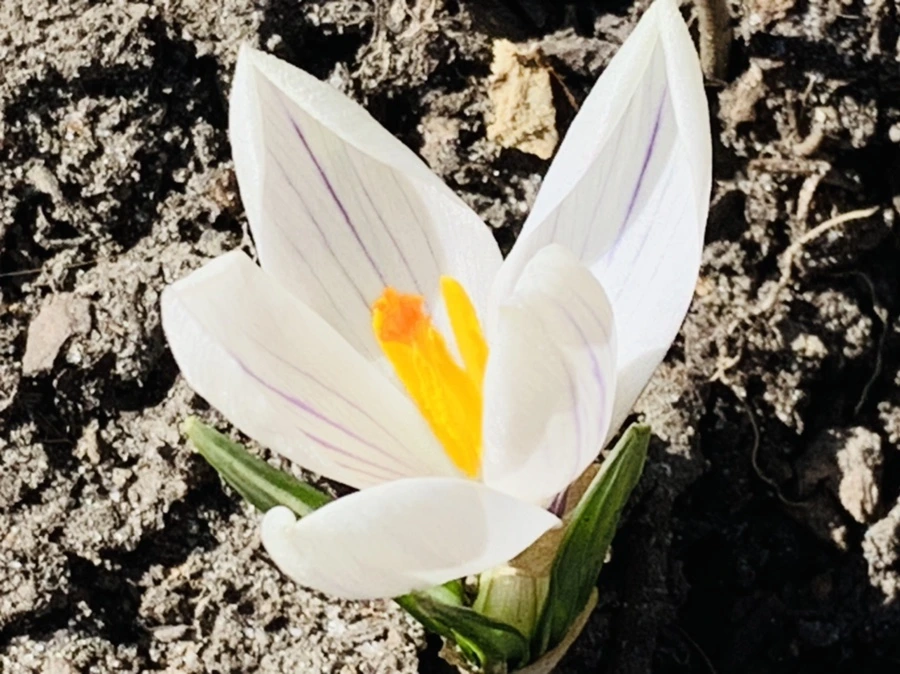 IMG_0737.jpg?type=w966