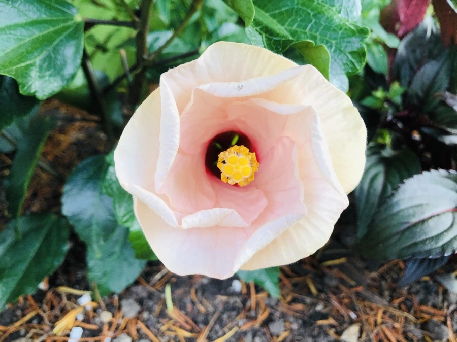 IMG_0211.jpg?type=w966